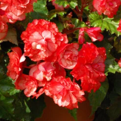 Belgian Giant Begonias - 10 Upright And 10 Trailers -Flower Harvest Shop 630194 5