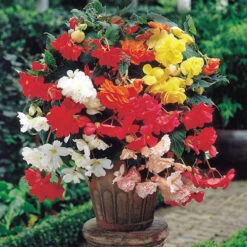 Belgian Giant Begonias - 10 Upright And 10 Trailers -Flower Harvest Shop 630194 6