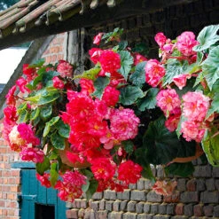 Belgian Giant Begonias - 10 Upright And 10 Trailers -Flower Harvest Shop 630194 7