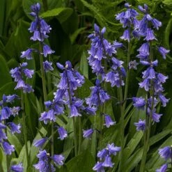 Complete "In The Green" Bulb Saver Collection -Flower Harvest Shop 630203 2