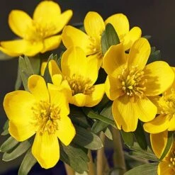 Complete "In The Green" Bulb Saver Collection -Flower Harvest Shop 630203 4