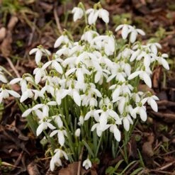 Complete "In The Green" Bulb Saver Collection -Flower Harvest Shop 630203 5