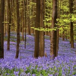 Complete "In The Green" Bulb Saver Collection -Flower Harvest Shop 630203 6