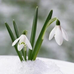 Complete "In The Green" Bulb Saver Collection -Flower Harvest Shop 630203 7