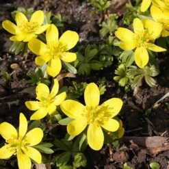 Complete "In The Green" Bulb Saver Collection -Flower Harvest Shop 630203 8