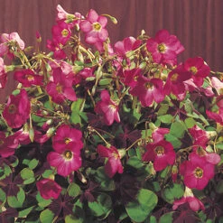 Summer Flowering Balcony Plant-O-Mat -Flower Harvest Shop 630217 3