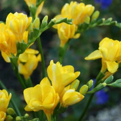 Summer Flowering Balcony Plant-O-Mat -Flower Harvest Shop 630217 4