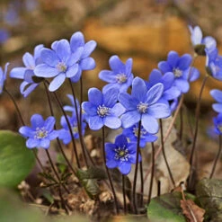 Summer Flowering Balcony Plant-O-Mat -Flower Harvest Shop 630217 6