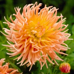 Dahlia Cactus Mixed -Flower Harvest Shop 630225 2