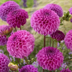 Dahlia Pom Pom Mix -Flower Harvest Shop 630320 2