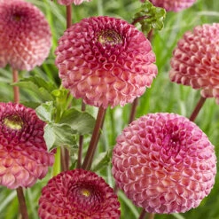Dahlia Pom Pom Mix -Flower Harvest Shop 630320 3