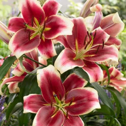 Skyscraper Lily Collection -Flower Harvest Shop 630326 3
