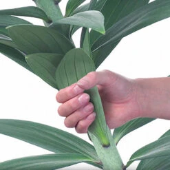 Skyscraper Lily Collection -Flower Harvest Shop 630326 6