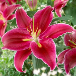 'King Charles' Lily