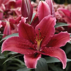 'King Charles' Lily -Flower Harvest Shop 650131 2