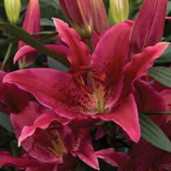 'King Charles' Lily -Flower Harvest Shop 650131 3