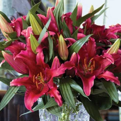 'King Charles' Lily -Flower Harvest Shop 650131 4