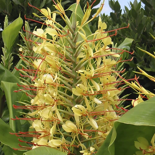 Hardy Ginger Lily - Hedychium 1 Hardy Ginger Lily - Hedychium