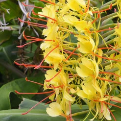Hardy Ginger Lily - Hedychium 7 Hardy Ginger Lily - Hedychium -Flower Harvest Shop 660003 2