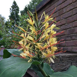 Hardy Ginger Lily - Hedychium 8 Hardy Ginger Lily - Hedychium -Flower Harvest Shop 660003 3