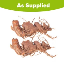 Hardy Ginger Lily - Hedychium 9 Hardy Ginger Lily - Hedychium -Flower Harvest Shop 660003 4