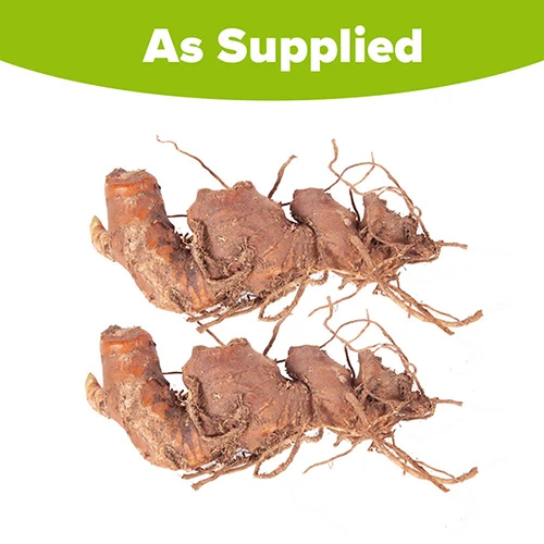 Hardy Ginger Lily - Hedychium 5 Hardy Ginger Lily - Hedychium - Image 5