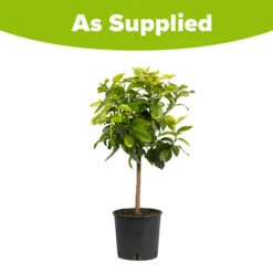 Large 'Eureka' Lemon Tree -Flower Harvest Shop 680020 4