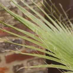 Cotton Palm Washingtonia -Flower Harvest Shop 680024 2