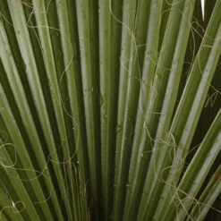 Cotton Palm Washingtonia -Flower Harvest Shop 680024 6