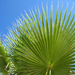 Cotton Palm Washingtonia -Flower Harvest Shop 680024 7