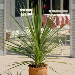 Cordyline Australis -Flower Harvest Shop 680026 4
