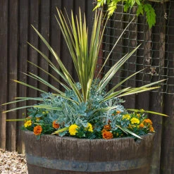 Cordyline Australis -Flower Harvest Shop 680026 5