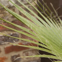 Cotton Palm Washingtonia Robusta 11 Cotton Palm Washingtonia Robusta -Flower Harvest Shop 680048 2