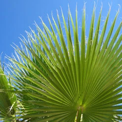 Cotton Palm Washingtonia Robusta 13 Cotton Palm Washingtonia Robusta -Flower Harvest Shop 680048 4