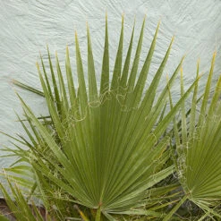 Cotton Palm Washingtonia Robusta 14 Cotton Palm Washingtonia Robusta -Flower Harvest Shop 680048 5