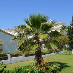 Cotton Palm Washingtonia Robusta 15 Cotton Palm Washingtonia Robusta -Flower Harvest Shop 680048 6