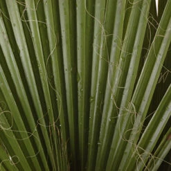 Cotton Palm Washingtonia Robusta 16 Cotton Palm Washingtonia Robusta -Flower Harvest Shop 680048 7