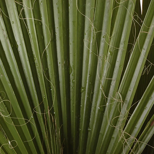 Cotton Palm Washingtonia Robusta 8 Cotton Palm Washingtonia Robusta - Image 8