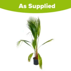 Cotton Palm Washingtonia Robusta 17 Cotton Palm Washingtonia Robusta -Flower Harvest Shop 680048 8