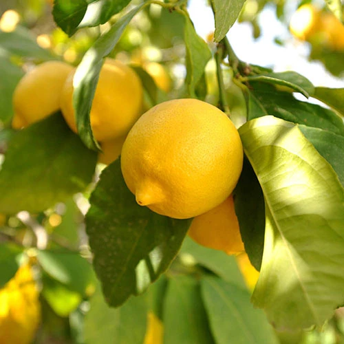 Pair Of Large Lemon Trees 1 Pair Of Large Lemon Trees
