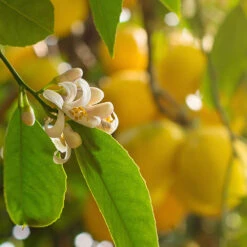 Pair Of Large Lemon Trees 8 Pair Of Large Lemon Trees -Flower Harvest Shop 680092 3