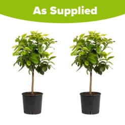 Pair Of Large Lemon Trees 9 Pair Of Large Lemon Trees -Flower Harvest Shop 680092 4