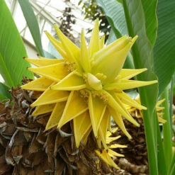 Architectural Banana Plant Collection -Flower Harvest Shop 680114 3