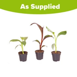 Architectural Banana Plant Collection -Flower Harvest Shop 680114 4