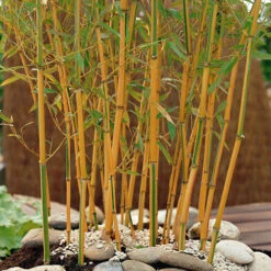 Phyllostachys Aureosulcata 'Spectabilis' (Yellow Bamboo) -Flower Harvest Shop 680144 2