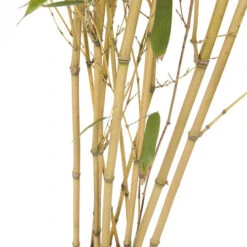 Phyllostachys Aureosulcata 'Spectabilis' (Yellow Bamboo) -Flower Harvest Shop 680144 3