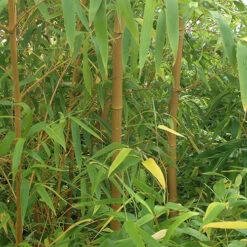 Phyllostachys Aureosulcata 'Spectabilis' (Yellow Bamboo) -Flower Harvest Shop 680144 4