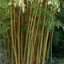 Phyllostachys Aureosulcata 'Spectabilis' (Yellow Bamboo) -Flower Harvest Shop 680144 5