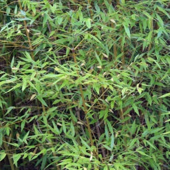 Phyllostachys Aureosulcata 'Spectabilis' (Yellow Bamboo) -Flower Harvest Shop 680144 6
