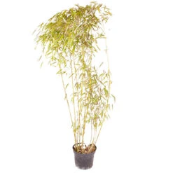 Phyllostachys Aureosulcata 'Spectabilis' (Yellow Bamboo) -Flower Harvest Shop 680144 7